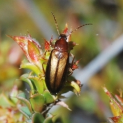 Hemicistela discoidalis (Comb-clawed beetle) at Block 402 - 11 Oct 2022 by Harrisi