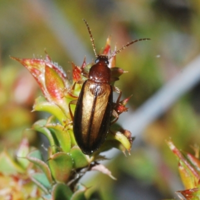 Hemicistela discoidalis (Comb-clawed beetle) at Block 402 - 11 Oct 2022 by Harrisi