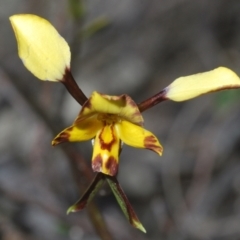 Diuris pardina (Leopard Doubletail) at Stromlo, ACT - 11 Oct 2022 by Harrisi