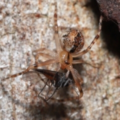 Cryptachaea veruculata (Diamondback comb-footed spider) at Acton, ACT - 2 Oct 2022 by TimL