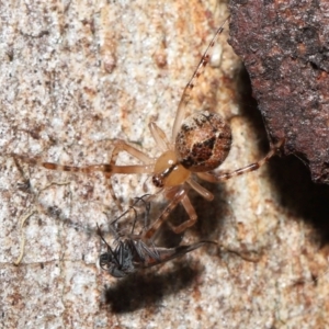 Cryptachaea veruculata at Acton, ACT - 2 Oct 2022