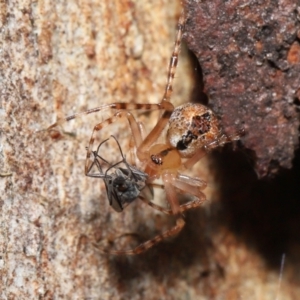 Cryptachaea veruculata at Acton, ACT - 2 Oct 2022