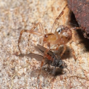 Cryptachaea veruculata at Acton, ACT - 2 Oct 2022