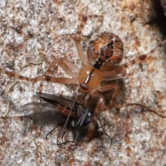 Cryptachaea veruculata at Acton, ACT - 2 Oct 2022