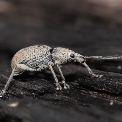 Merimnetes oblongus (Radiata pine shoot weevil) at Acton, ACT - 2 Oct 2022 by TimL