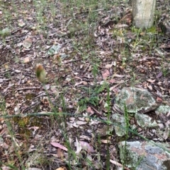 Microtis sp. (Onion Orchid) at Stirling Park - 23 Nov 2021 by grakymhirth@tpg.com