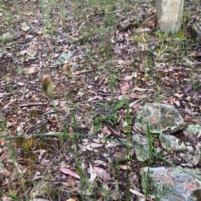 Microtis sp. (Onion Orchid) at Stirling Park - 23 Nov 2021 by grakymhirth@tpg.com