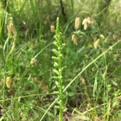 Microtis sp. at Yarralumla, ACT - 23 Nov 2021