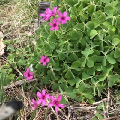 Oxalis articulata (Shamrock) at Stirling Park - 10 Sep 2021 by grakymhirth@tpg.com