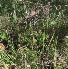 Lissanthe strigosa subsp. subulata (Peach Heath) at Yarralumla, ACT - 11 Oct 2021 by grakymhirth@tpg.com