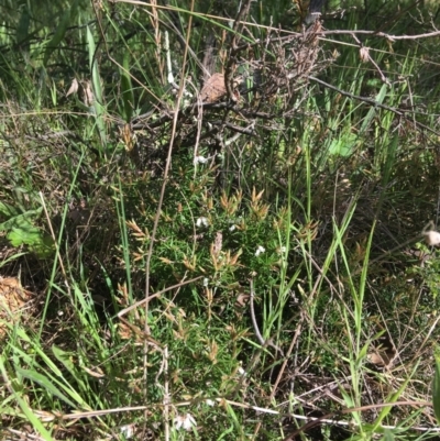 Lissanthe strigosa subsp. subulata (Peach Heath) at Stirling Park - 10 Oct 2021 by grakymhirth@tpg.com