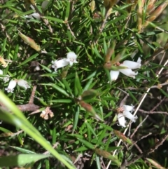 Lissanthe strigosa subsp. subulata at Yarralumla, ACT - 11 Oct 2021