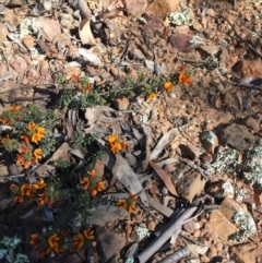 Pultenaea procumbens (Bush Pea) at Stirling Park - 8 Oct 2021 by grakymhirth@tpg.com