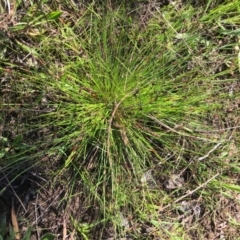 Schoenus apogon (Common Bog Sedge) at Stirling Park - 8 Oct 2021 by grakymhirth@tpg.com