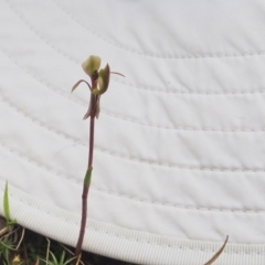 Chiloglottis trapeziformis (Diamond Ant Orchid) at Acton, ACT - 11 Oct 2022 by BarrieR