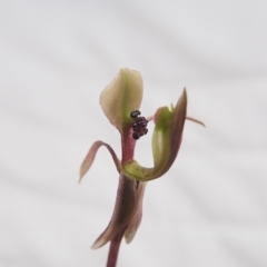 Chiloglottis trapeziformis at Acton, ACT - suppressed