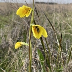 Diuris amabilis (Large Golden Moth) at Crace Grasslands - 12 Oct 2022 by MattM