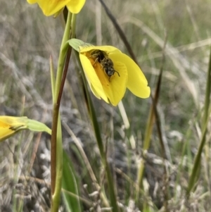 Diuris amabilis at Mitchell, ACT - 12 Oct 2022