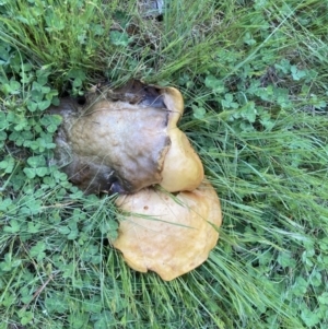 zz bolete at Theodore, ACT - 11 Oct 2022