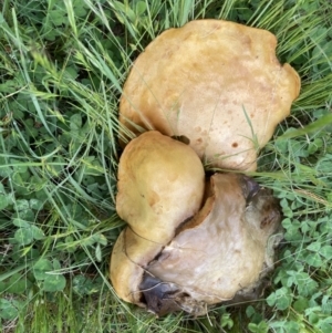 zz bolete at Theodore, ACT - 11 Oct 2022