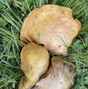 zz bolete at Theodore, ACT - 11 Oct 2022