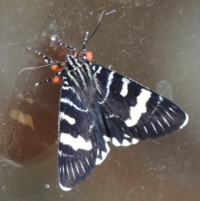 Phalaenoides glycinae (Grapevine Moth) at Pollinator-friendly garden Conder - 10 Oct 2022 by michaelb