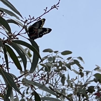 Delias harpalyce (Imperial Jezebel) at Molonglo Gorge - 12 Oct 2022 by Bugologist