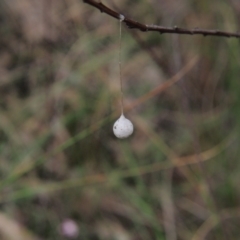 Araneae (order) (Unidentified spider) at ANBG - 10 Oct 2022 by BarrieR