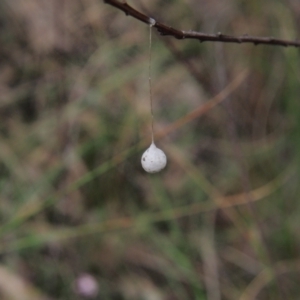 Tamopsis sp. (genus) at Acton, ACT - 11 Oct 2022