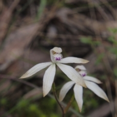 Caladenia ustulata (Brown Caps) at ANBG South Annex - 10 Oct 2022 by BarrieR