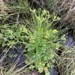 Ranunculus sceleratus subsp. sceleratus (Celery-leaved Buttercup, Celery Buttercup) at Mitchell, ACT - 11 Oct 2022 by MattM