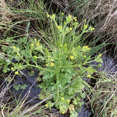 Ranunculus sceleratus subsp. sceleratus (Celery-leaved Buttercup, Celery Buttercup) at Mitchell, ACT - 11 Oct 2022 by MattM