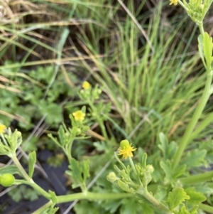 Ranunculus sceleratus subsp. sceleratus at Mitchell, ACT - 12 Oct 2022