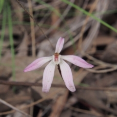 Caladenia fuscata (Dusky Fingers) at Acton, ACT - 10 Oct 2022 by BarrieR