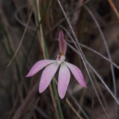 Caladenia fuscata (Dusky Fingers) at Acton, ACT - 11 Oct 2022 by BarrieR