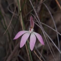 Caladenia fuscata (Dusky Fingers) at ANBG South Annex - 10 Oct 2022 by BarrieR