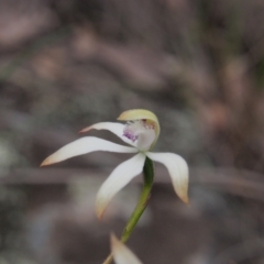 Caladenia ustulata (Brown Caps) at Acton, ACT - 11 Oct 2022 by BarrieR