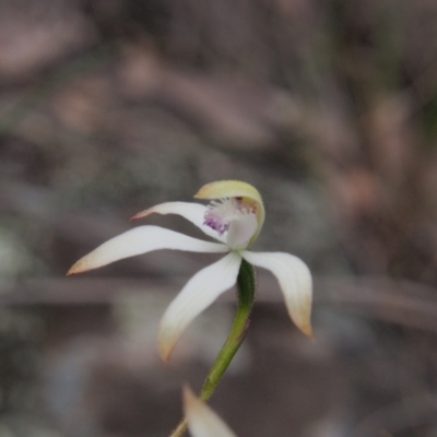 Caladenia ustulata (Brown Caps) at ANBG South Annex - 10 Oct 2022 by BarrieR