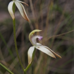 Caladenia ustulata (Brown Caps) at Acton, ACT - 11 Oct 2022 by BarrieR