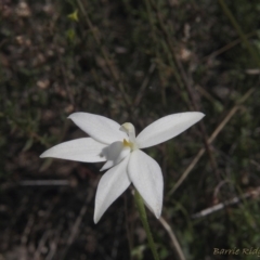 Glossodia major (Wax Lip Orchid) at Black Mountain - 11 Oct 2022 by BarrieR