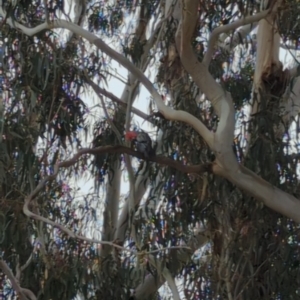 Callocephalon fimbriatum at Hackett, ACT - suppressed