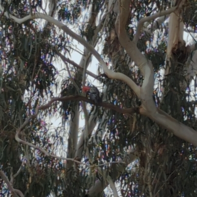 Callocephalon fimbriatum (Gang-gang Cockatoo) at Hackett, ACT - 12 Oct 2022 by mareehill