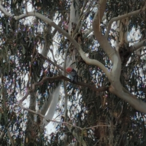 Callocephalon fimbriatum at Hackett, ACT - suppressed