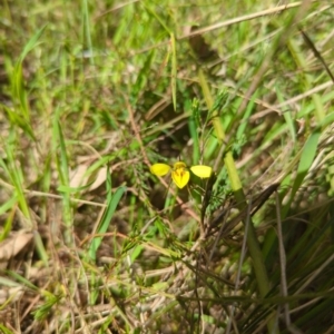 Diuris chryseopsis at Kaleen, ACT - suppressed