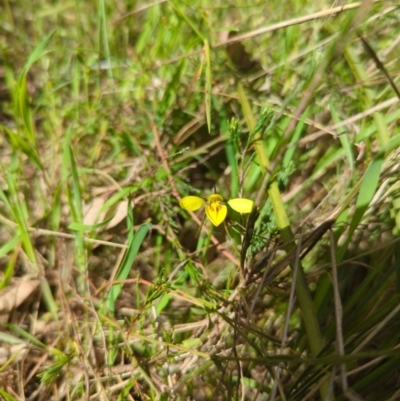 Diuris chryseopsis (Golden Moth) at Kaleen, ACT - 10 Oct 2022 by mareehill