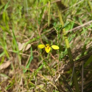 Diuris chryseopsis at Kaleen, ACT - suppressed