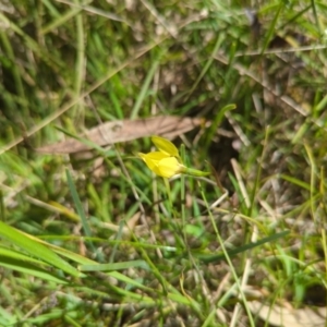 Diuris chryseopsis at Kaleen, ACT - 10 Oct 2022