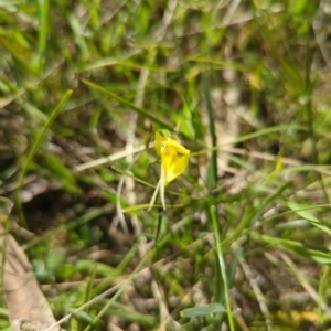 Diuris chryseopsis at Kaleen, ACT - 10 Oct 2022