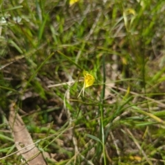 Diuris chryseopsis at Kaleen, ACT - suppressed