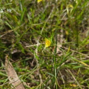 Diuris chryseopsis at Kaleen, ACT - 10 Oct 2022